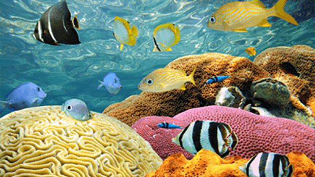 Damaging the Circle of Life: Pesticides and GMOs Impact Our Coral Reefs Damaging the Circle of Life: Pesticides and GMOs Impact Our Coral Reefs