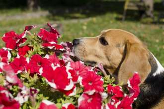 dog and flowers