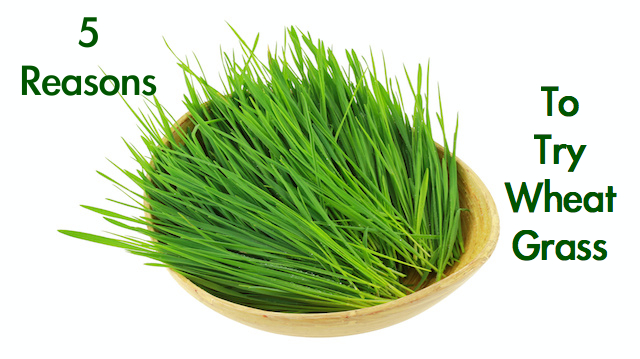 5-reasons-why-you-should-try-wheatgrass-and-4-ways-to-use-it