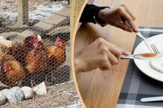 Backyard chickens