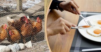 Backyard chickens