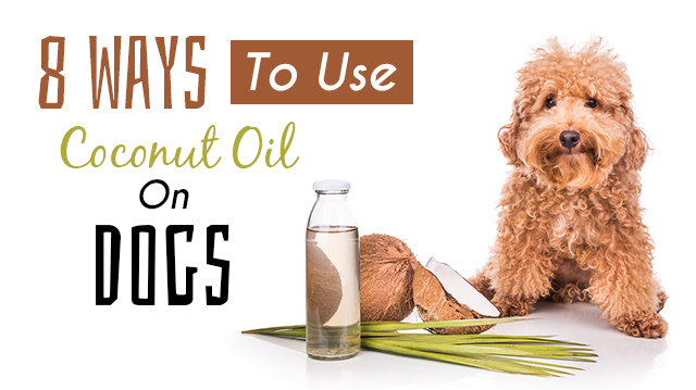 8-ways-to-use-coconut-oil-on-dogs