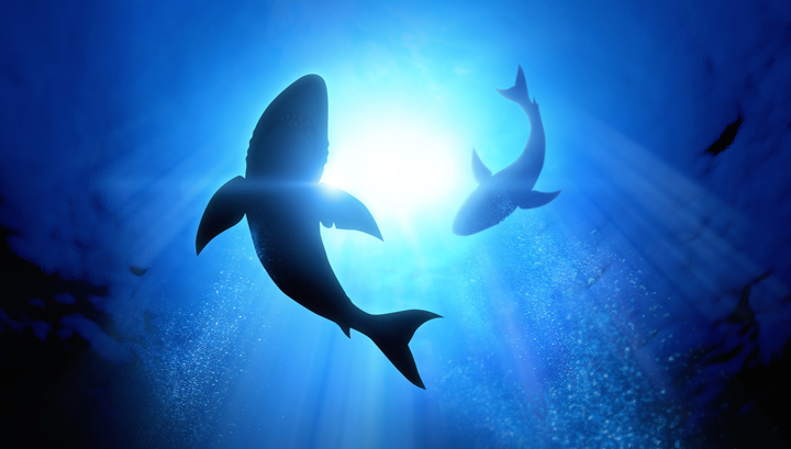 great-white-sharks
