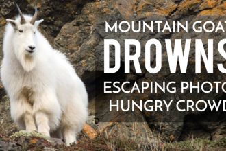 mountain-goat-harassed
