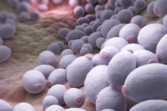 candida-albicans-bacteria