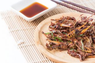 Edible bugs fried grasshoppers