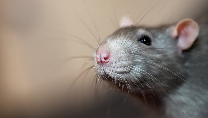Giant Rats Hunt For Resources