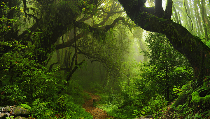 The tropics are highly impacted by climate change and widespread extinctions