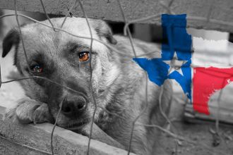 Animal Rescue Feature Photo