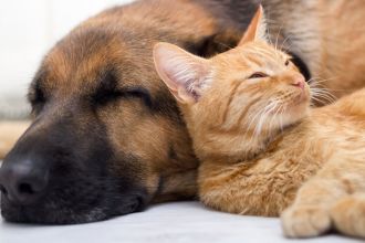 Ways to keep your pet cancer-free