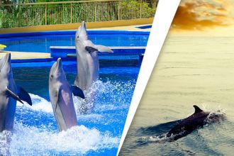 Awesome reasons to save dolphins