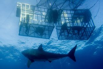 One brave conservationist was recently killed while making a film about sharks