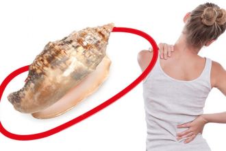 Seasnails may one day be used as natural painkillers