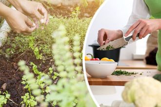 Grow Your Own Medicinal Herb Garden