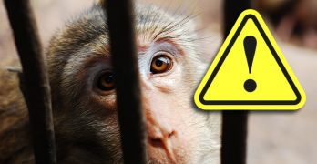 Reasons to skip the zoo