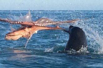 CATERS_SEAL_VS_OCTOPUS_02