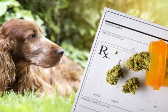 Medical marijuana for pets