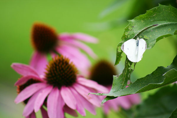 echinacea
