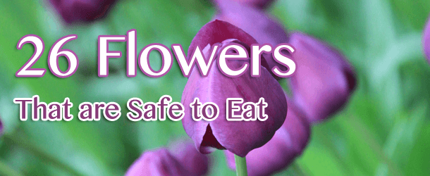 26 Flowers That are Safe to Add to Your Dish