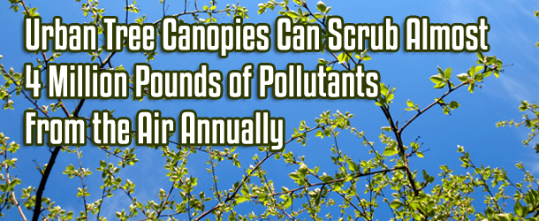 Urban Tree Canopies Can Scrub Almost 4 Million Pounds of Pollutants From the Air Annually