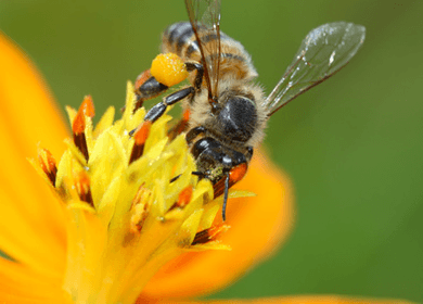 The Link Between Your Belly Fat and Honeybee Decline The Link Between Your Belly Fat and Honeybee Decline
