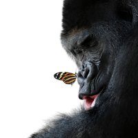 More Species in Danger Due to Habitat Changes: Top 25 Endangered Primates Revelaed More Species in Danger Due to Habitat Changes: Top 25 Endangered Primates Revelaed