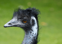 The Gift of the Emu: Chronic Pain Relief