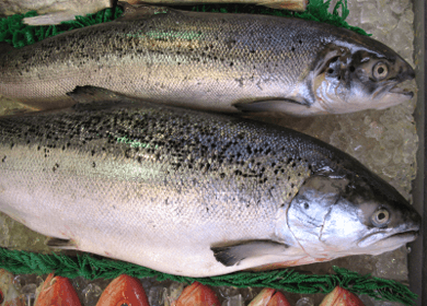 Frightening Frankenfish: Why GMO Fish Should Not be on Your Dinner Plate Frightening Frankenfish: Why GMO Fish Should Not be on Your Dinner Plate