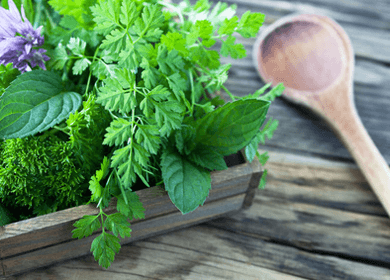 healing powers of mint healing powers of mint
