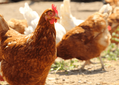 What Is An Organic, Free Range Chicken?