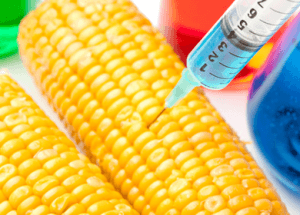 GMO Corn Found in Humans Creates a “Living Pesticide Factory