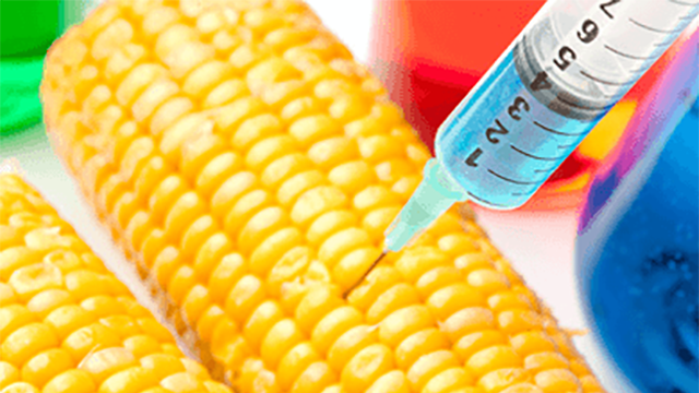 GMO Corn Found in Humans Creates a “Living Pesticide Factory GMO Corn Found in Humans Creates a “Living Pesticide Factory