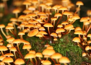 Mushrooms and vitamin D