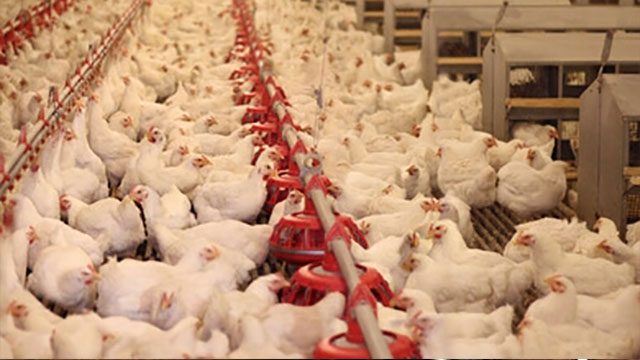 chicken