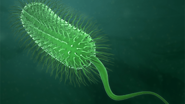 Your Belly Bugs Could Expose Risk of Fat Gain Your Belly Bugs Could Expose Risk of Fat Gain