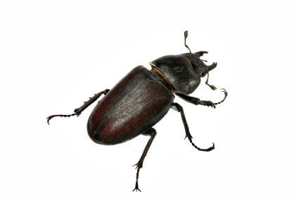 beetle