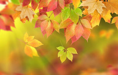 autumn fall leaves