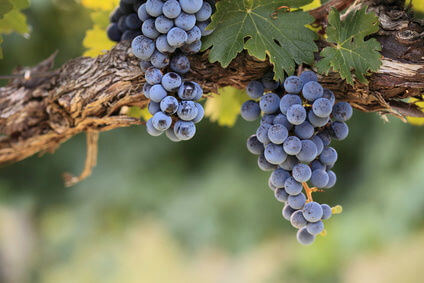 grapes