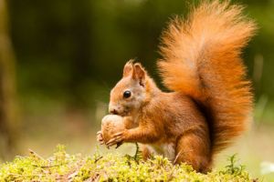 Squirrels Do It, So Can You: Stockpile These 7 Survival Foods