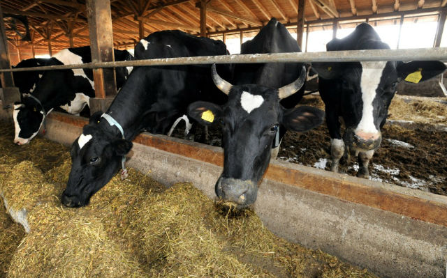 Study Finds Conventional Meat and Dairy as Unhealthy as Cigarettes