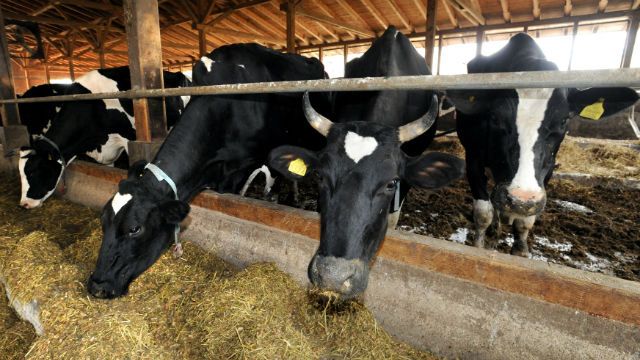 cattle