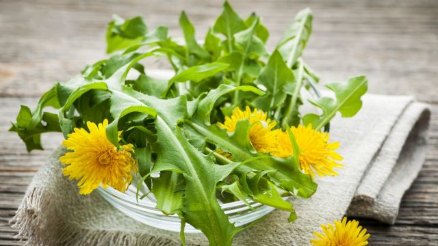 Dandeliion