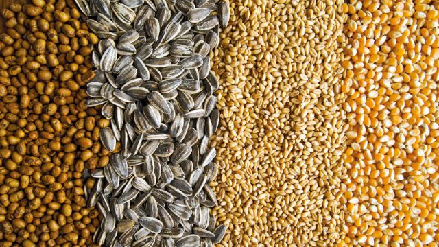 seed