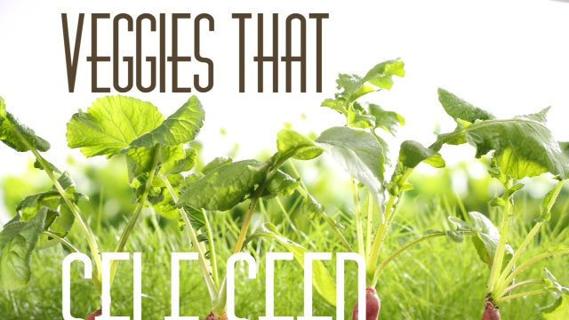 self seeding