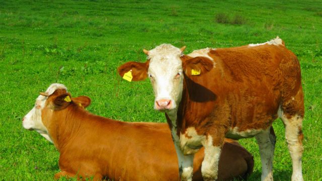 cattle