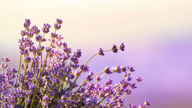 lavender