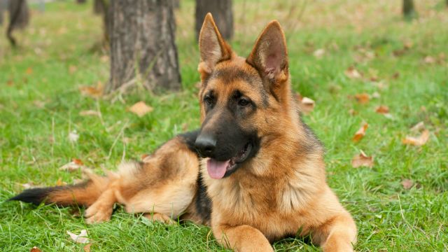 study-dogs-able-to-detect-prostate-cancer-by-smell