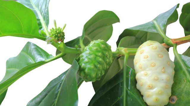 4 Benefits of Noni Juice