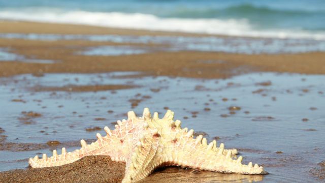 Starfish