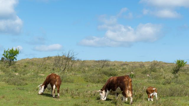 grass fed cows